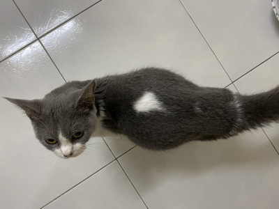 Help Dodot to get 2nd life chance. Wet FIP.